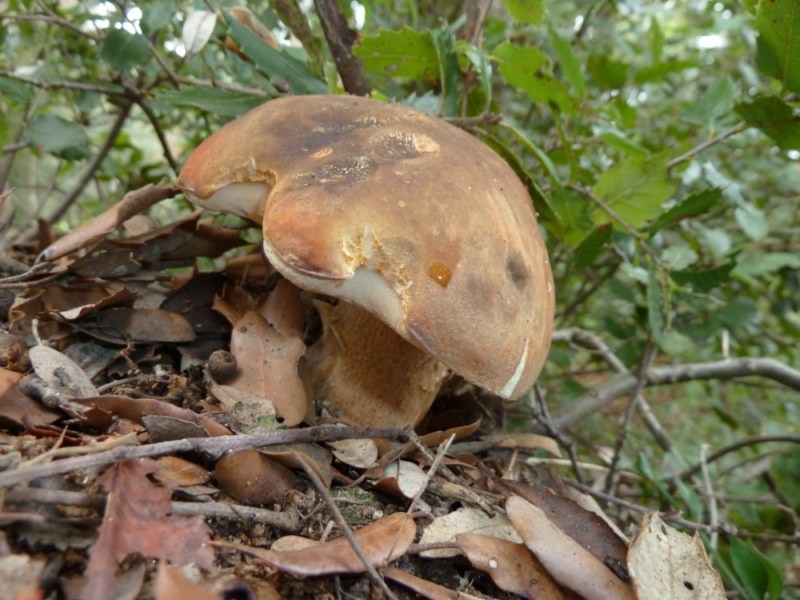 Boletus aereus 1